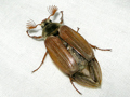 Melolontha melolontha
